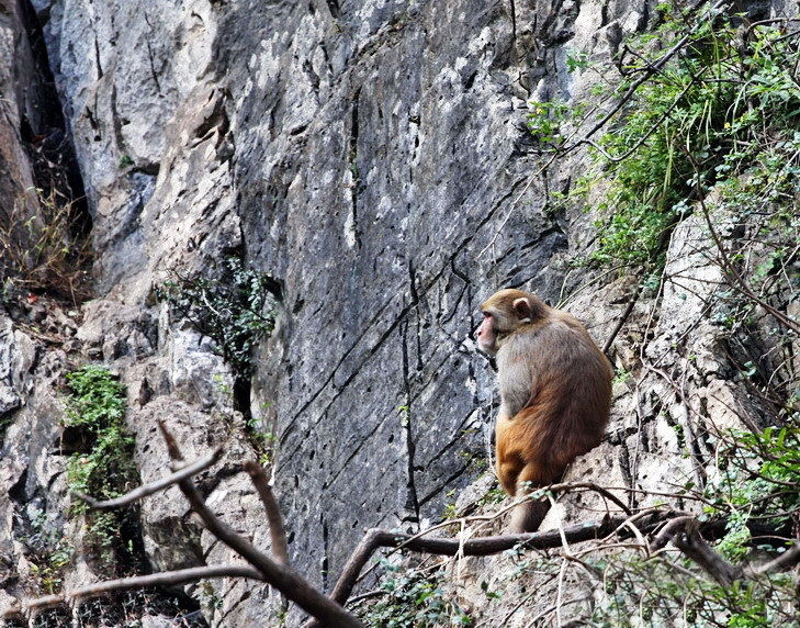 廿万公里六章，要看两岸猿声啼不住，只需要在大昌古镇150元租船