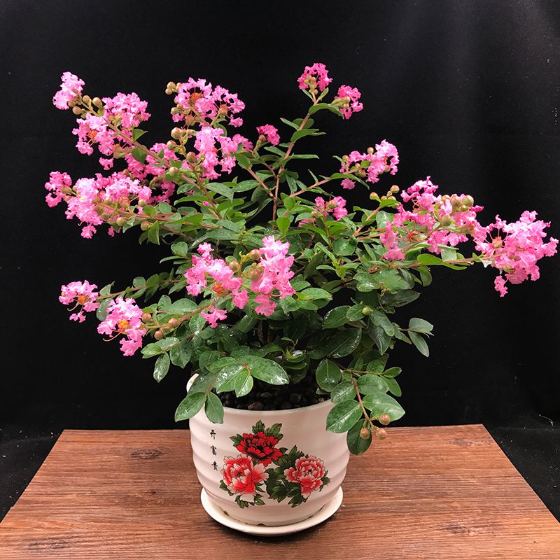 客厅有树对风水有何影响,客厅树木风水布局