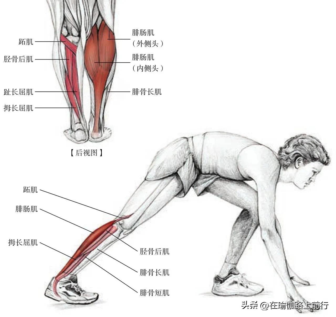 拉伸小腿肌肉真的能瘦小腿吗,拉伸小腿肌肉有灼热刺痛感