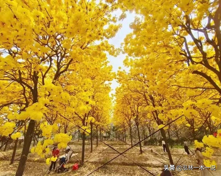 满城尽带黄金甲英文,满城尽带黄金甲美声