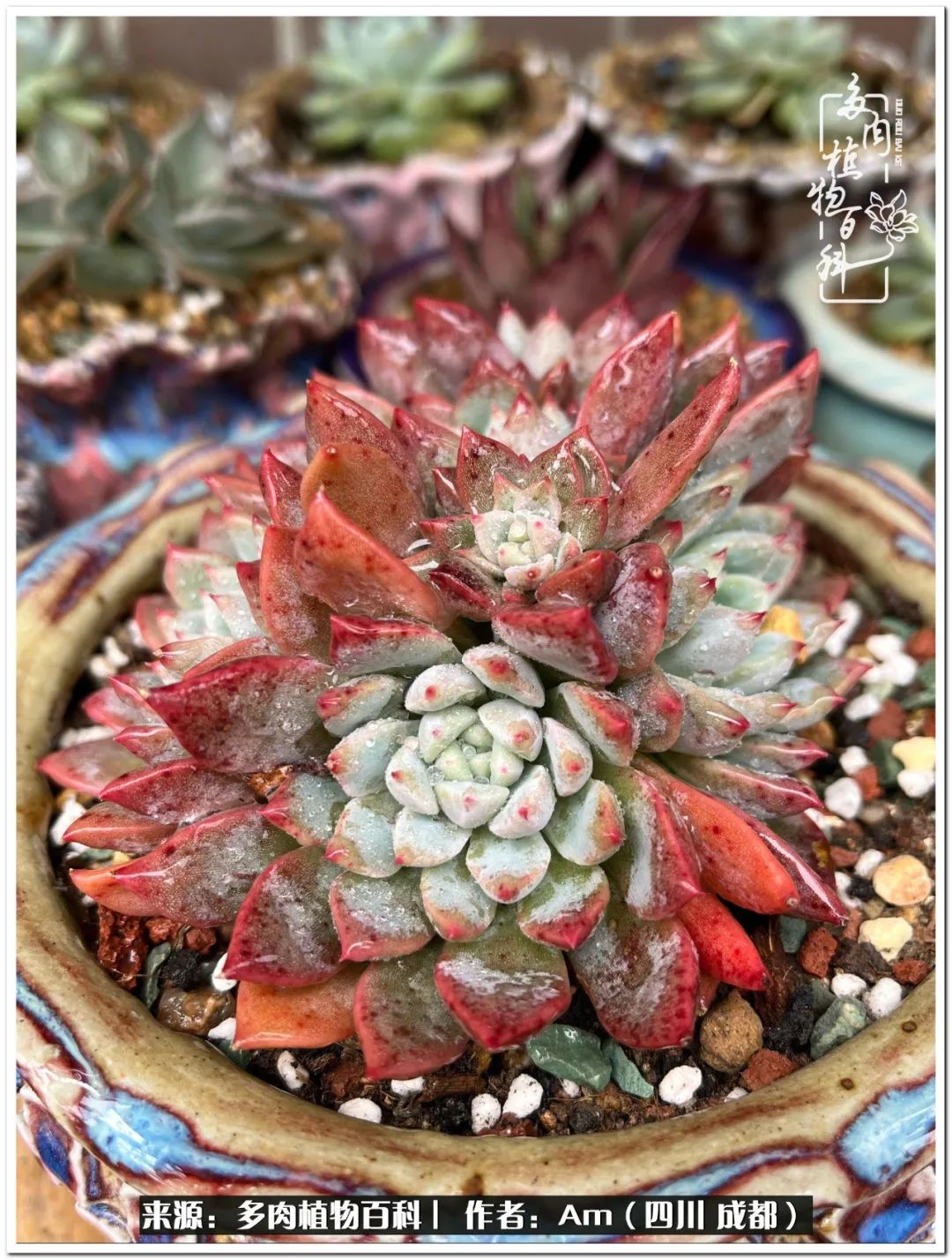 多肉小盆友生活多姿多彩,多肉小精灵福享不停
