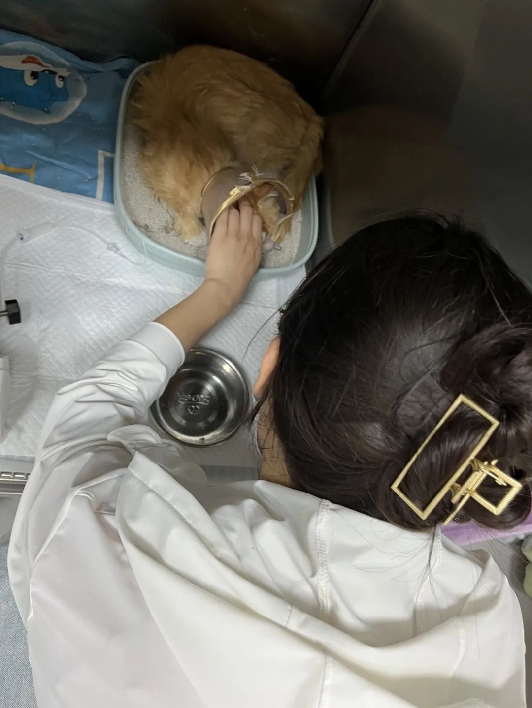 从落魄憔悴到金毛狮王,流浪老猫咪焕发青春