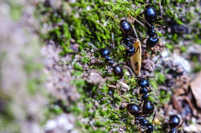 蚂蚁图片大全高清大图,蚂蚁图片欣赏