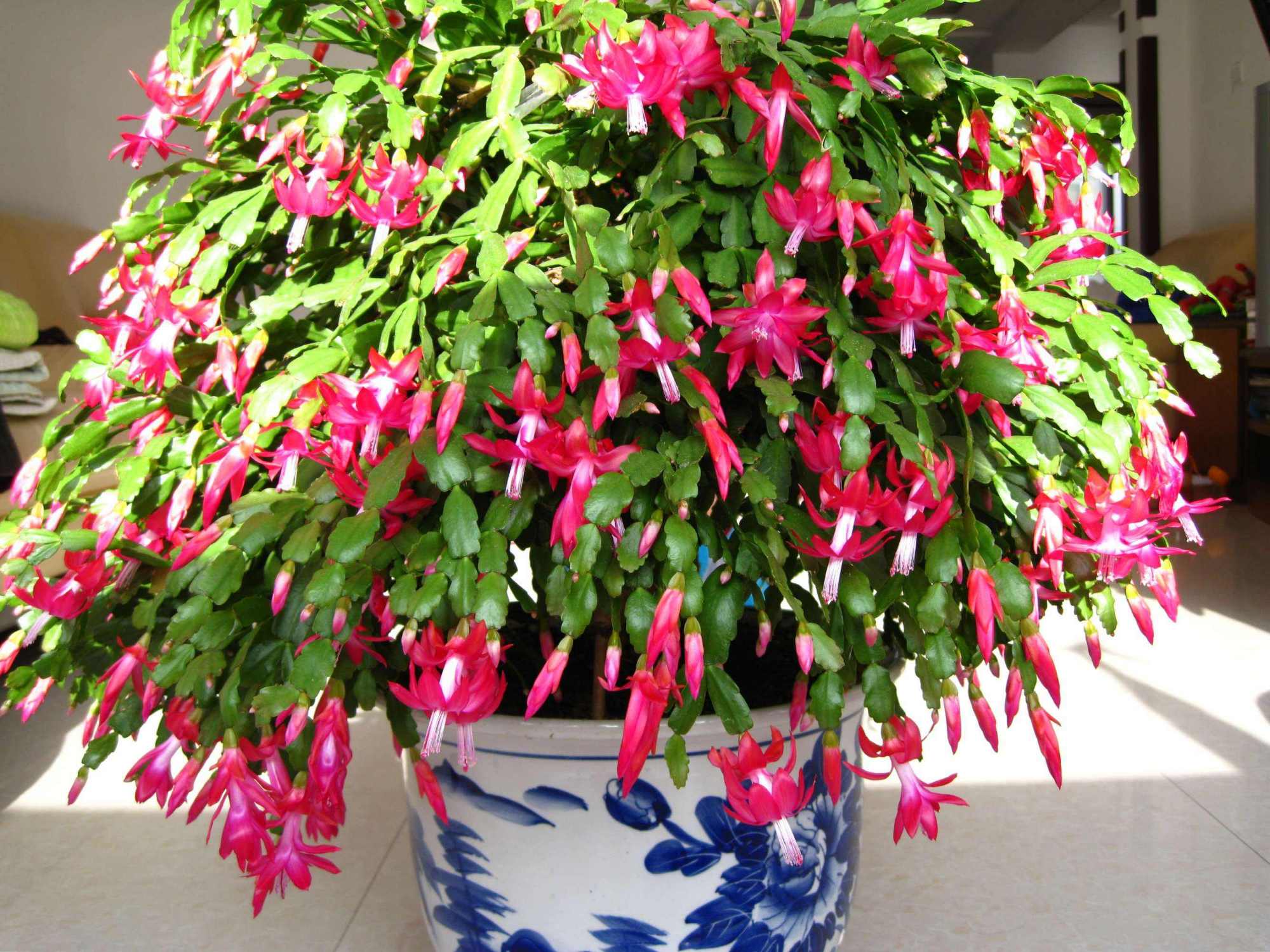 这10种花冬天最怕水越浇越死,5种花浇不死浇水越多长得越旺