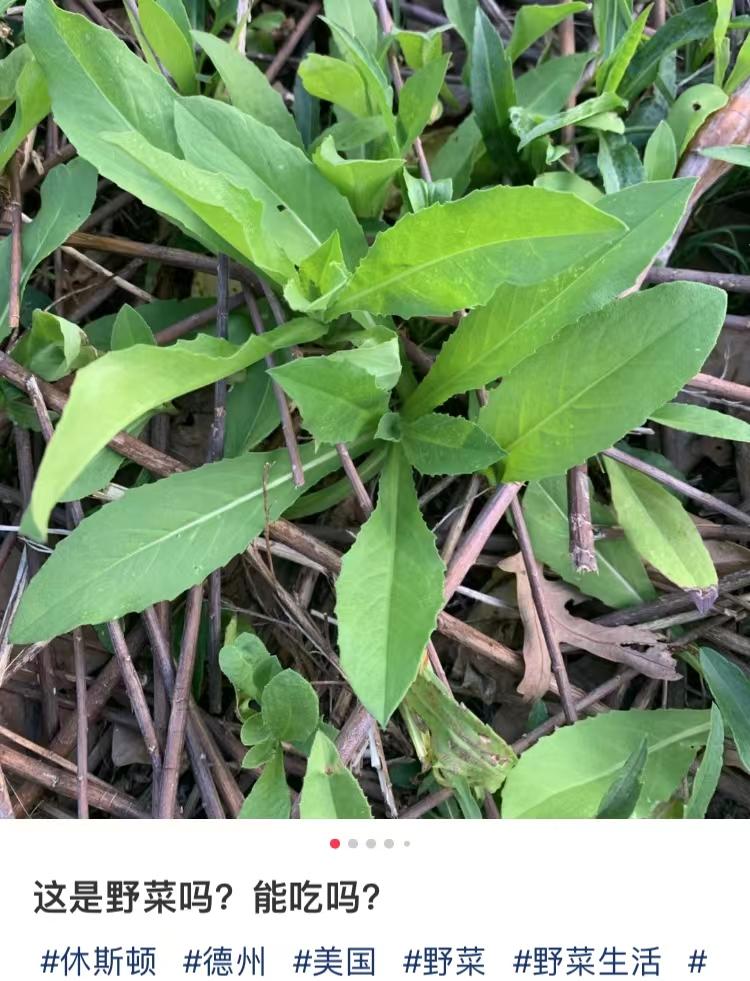 华人美国挖野菜，吃罚单？在纽约是这样挖蕨菜、韭菜、荠菜的