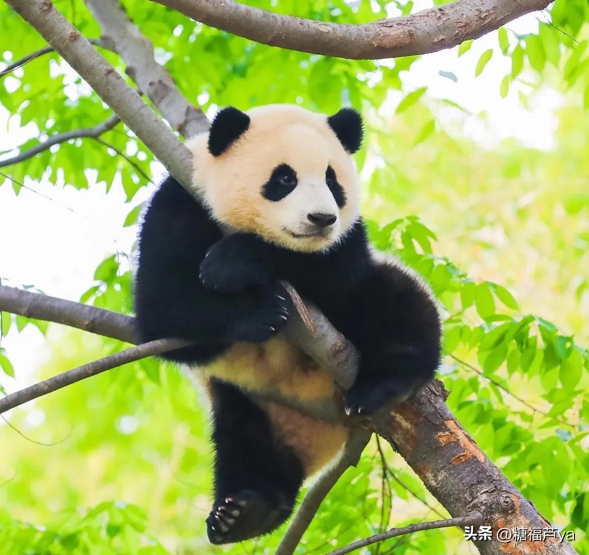 那些证明福宝是人的证据——毛皮大衣下是个小人精