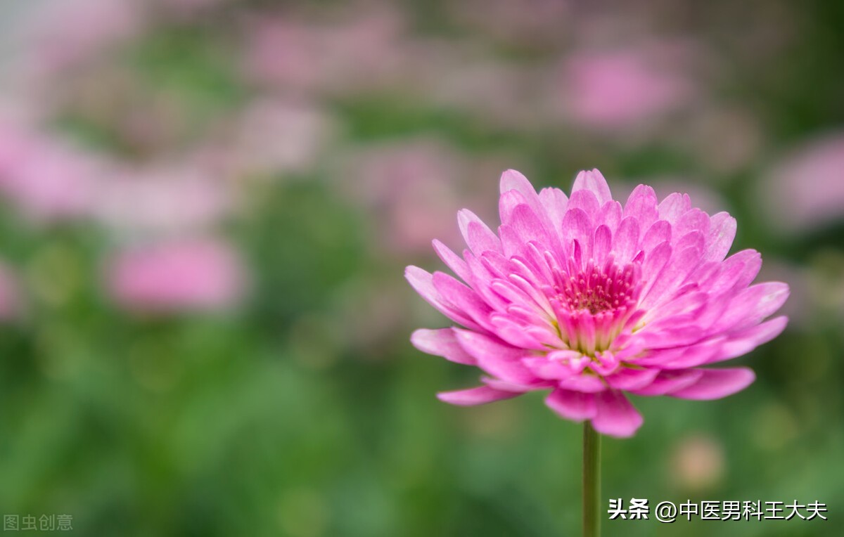 宗筋不坚是哪里出了问题,宗筋不充是什么原因导致的