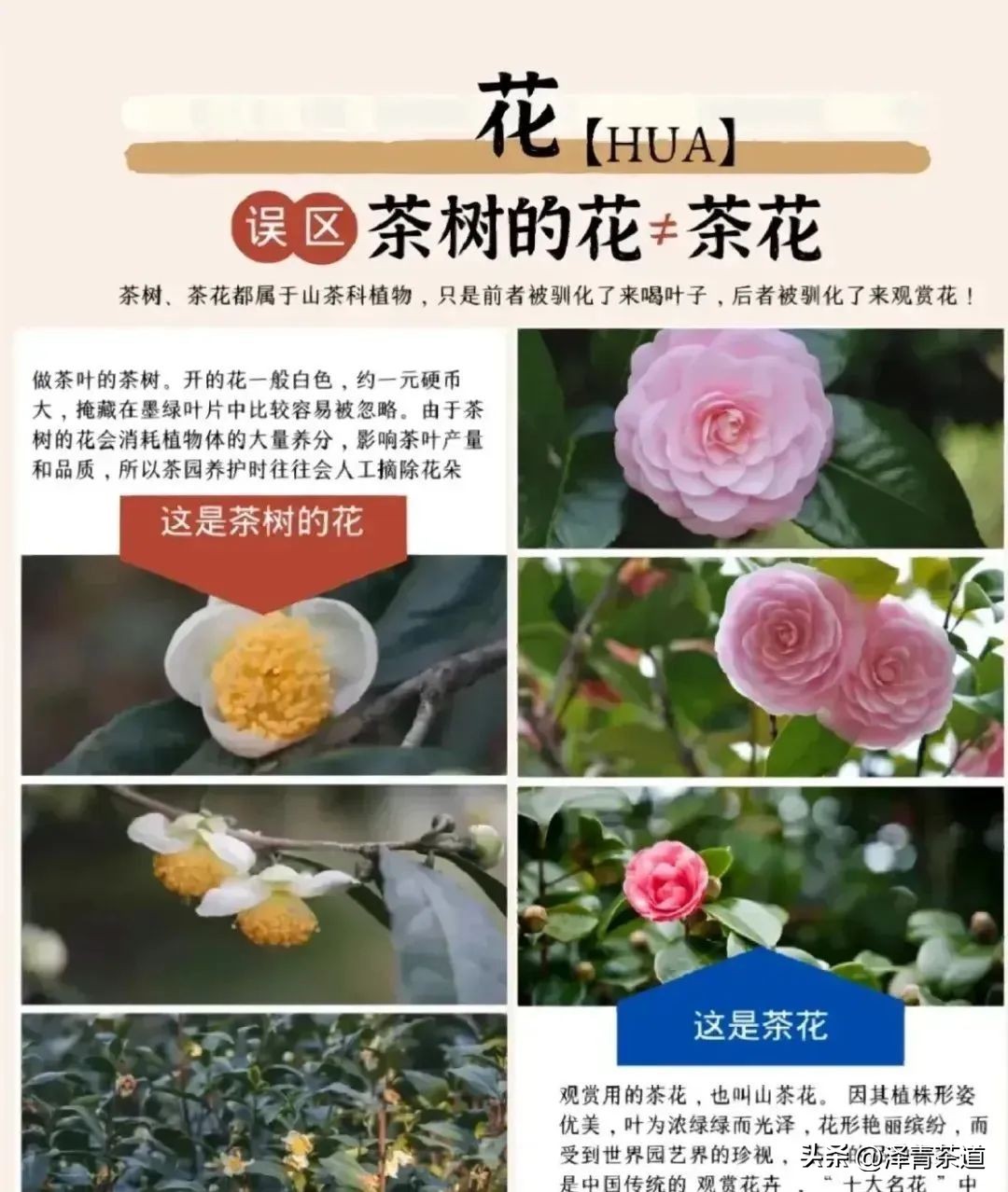 为什么茶树的南比北多,茶树生长的原因有哪些