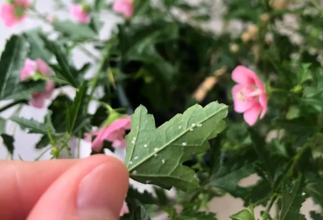 花盆有小白粉虱怎么处理,养花有白虱虫怎么办