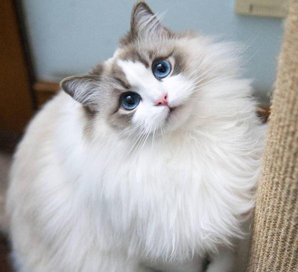 老潘养殖日常生活,老潘专业养殖狮头鹅