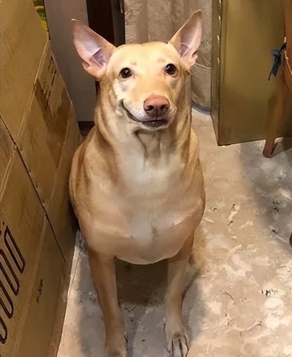 狗狗眼睛不舒服一直眯着,狗狗眯着眼睛怎么回事