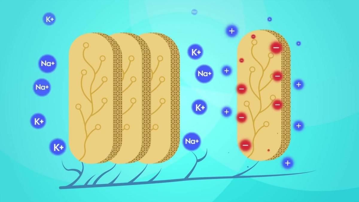 电鳗放电原理研究出来了吗,电鳗为什么能发出强大的电流