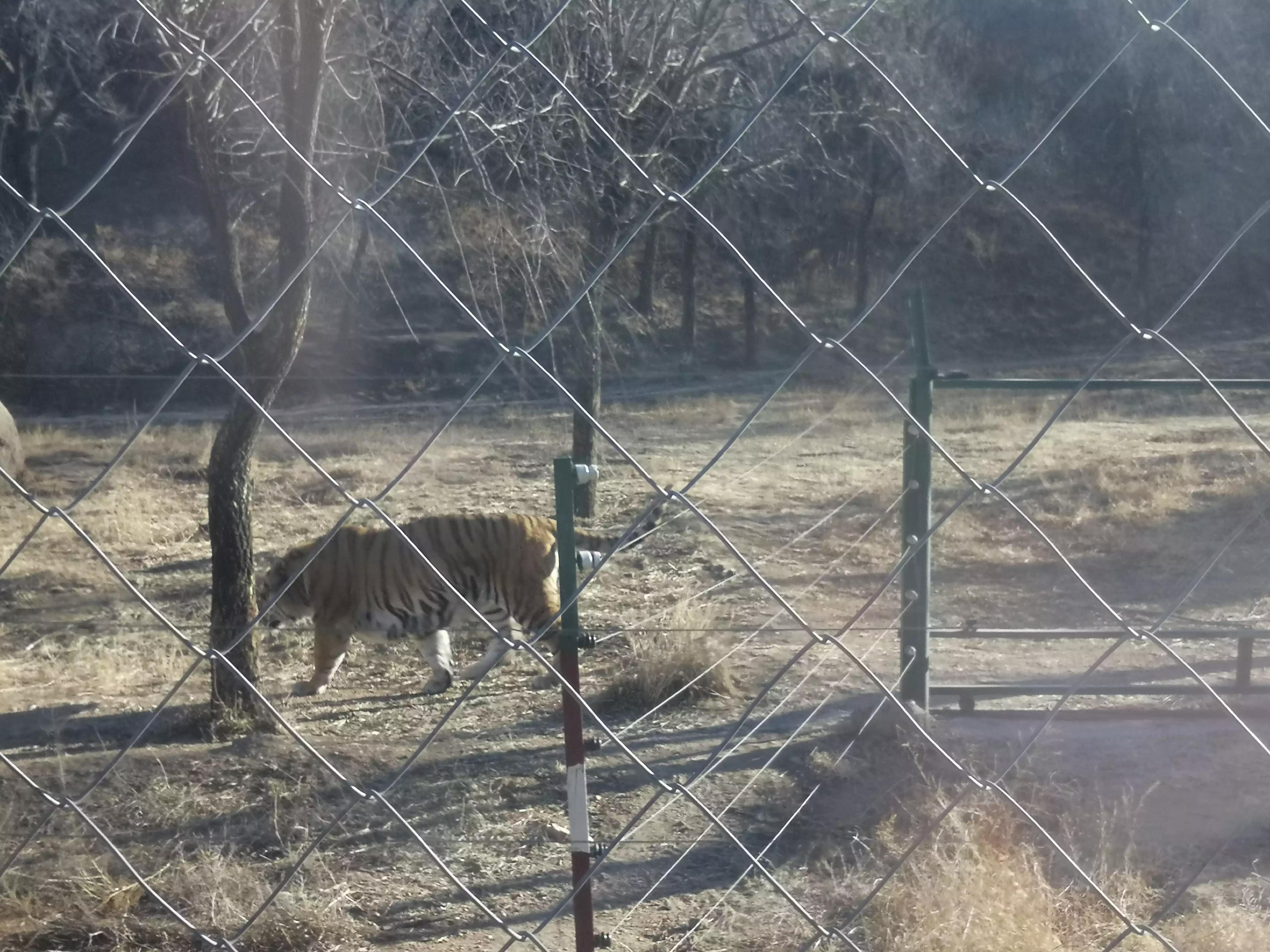 八达岭野生动物园赵菁,八达岭野生动物园门票收费标准