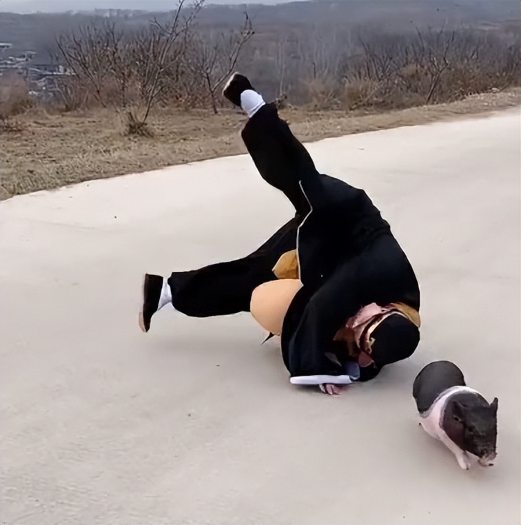 狗界巅峰中华田园犬,狗界巅峰的狗子