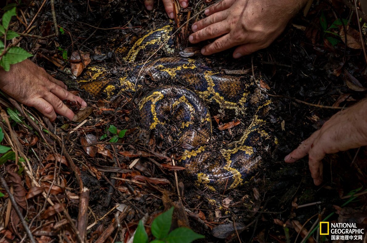 佛罗里达发现有史以来最大的蟒蛇,世界上已发现的最大蟒蛇难得一见