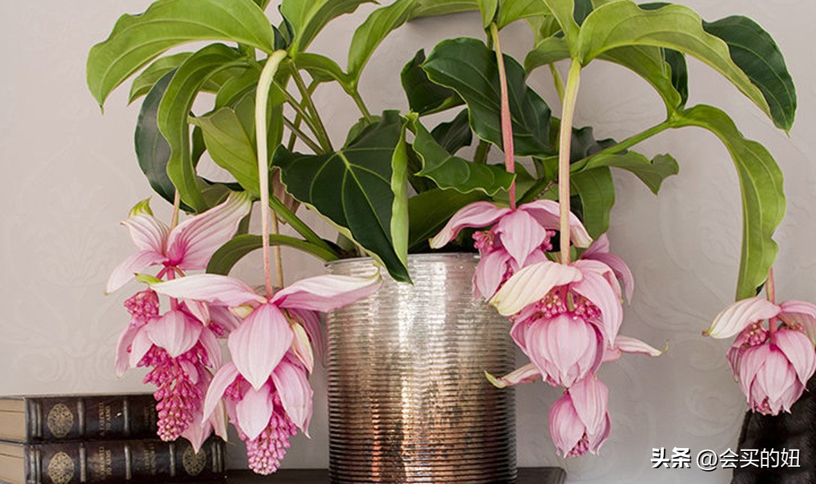 好看的绿植店铺推荐,招财又好养的店铺绿植