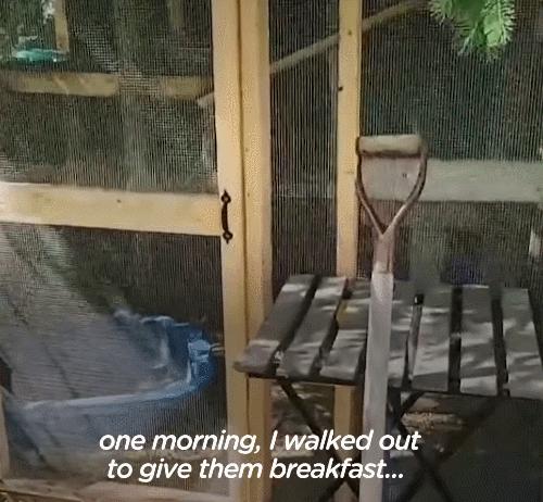 鍔犳嬁澶у皬娴g唺骞煎唇,鍔犳嬁澶у杺鍏诲皬娴g唺