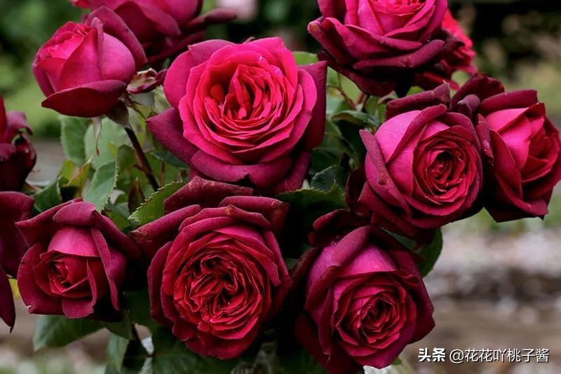 耐阴的月季花品种推荐,抗晒花不散的四季开花月季