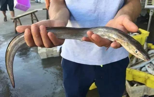 鱼类食材大全名称图片,鱼类菜谱大全100种