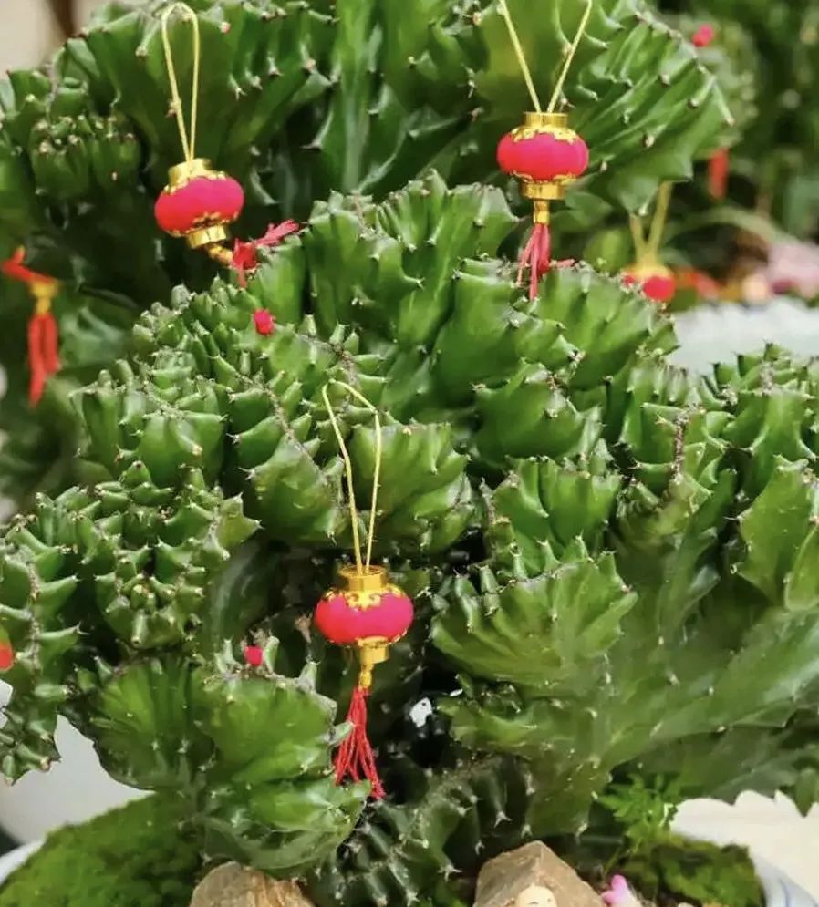 镇宅招财的植物有哪些,十大镇宅养什么植物好