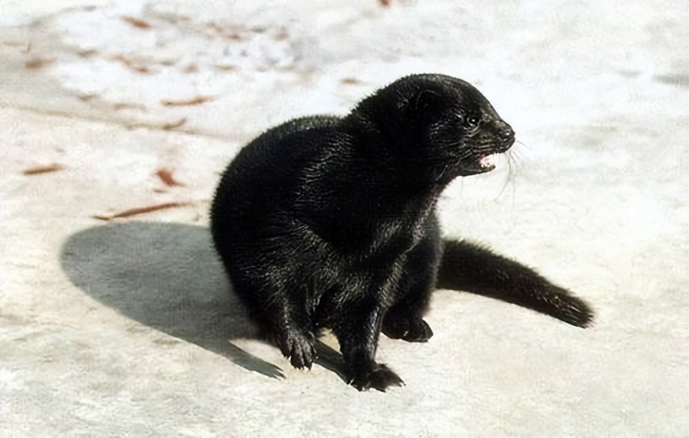 水貂养殖新技术,水貂皮草的养殖方法与技术