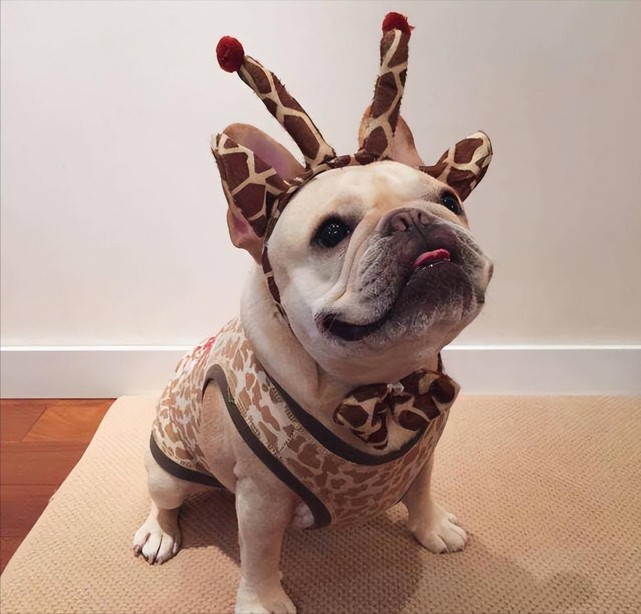 英斗和法斗哪个凶,法斗和英斗哪个比较好