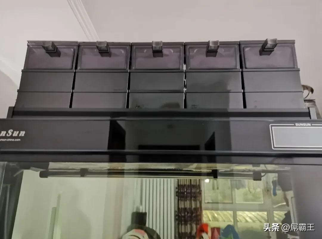 36岁的我开始创业,35岁开始养鱼养花