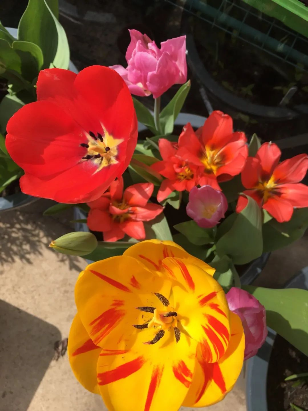 盆栽郁金香能反复开花吗,盆栽郁金香很难做到年年开花