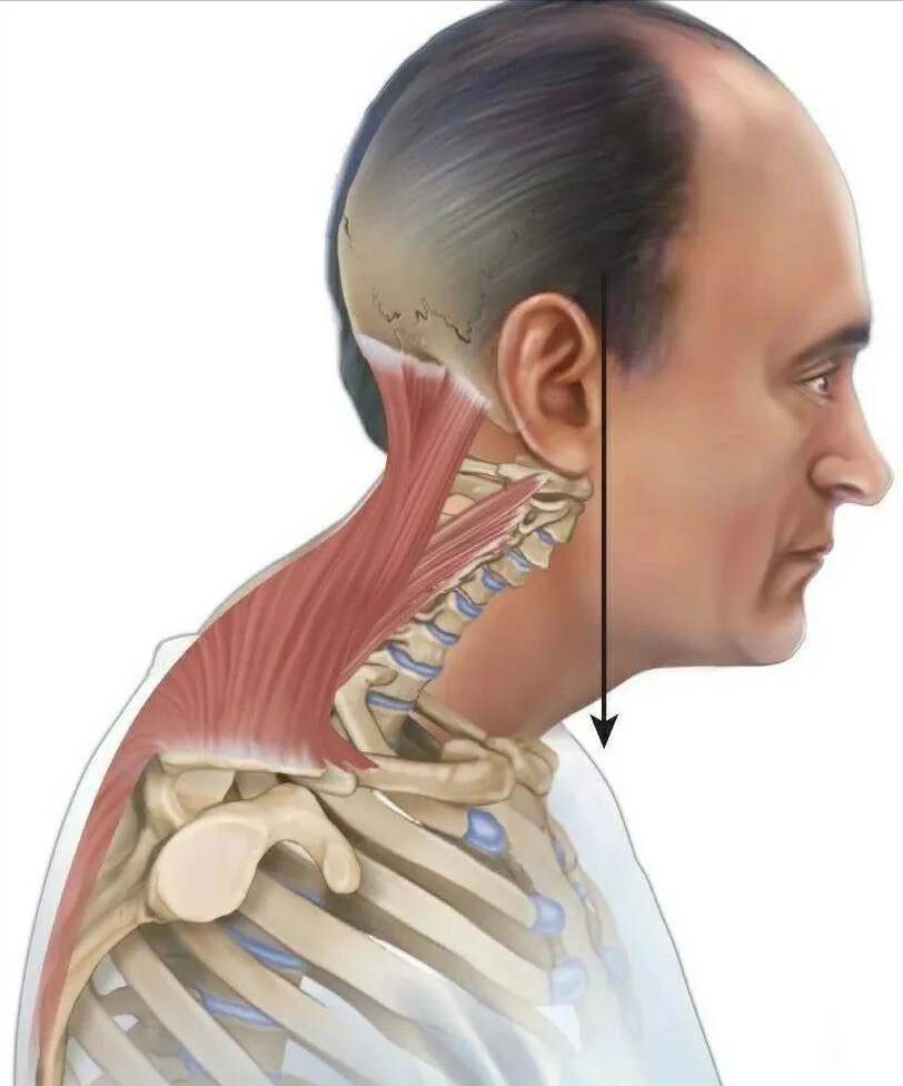 富贵包真的很丑吗,有富贵包会影响寿命吗