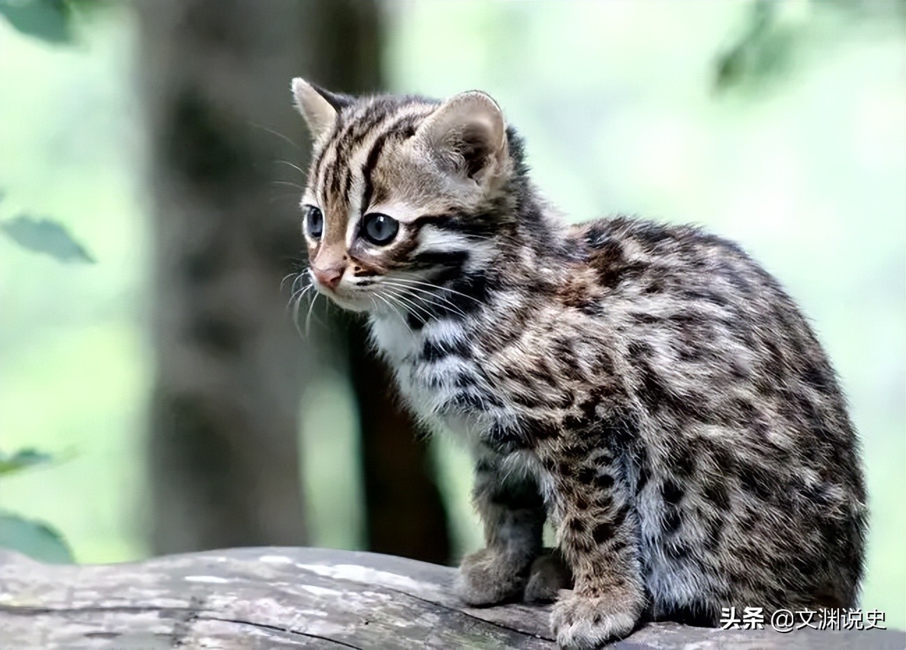 广东老太在山上抱回一只野猫,广东老太捡到一只猫仔