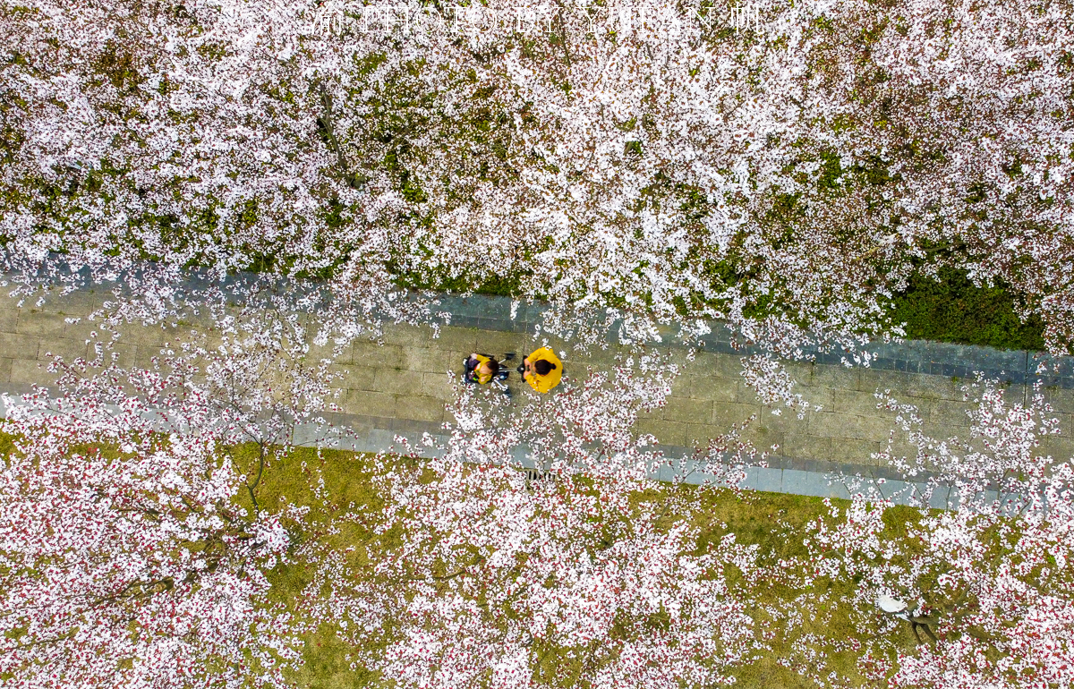 潼南油菜花旅游攻略,美好春日潼南赏花地图快来get