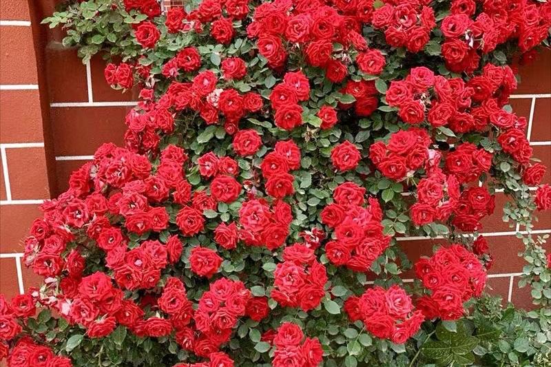 5多头藤本月季,50种漂亮月季