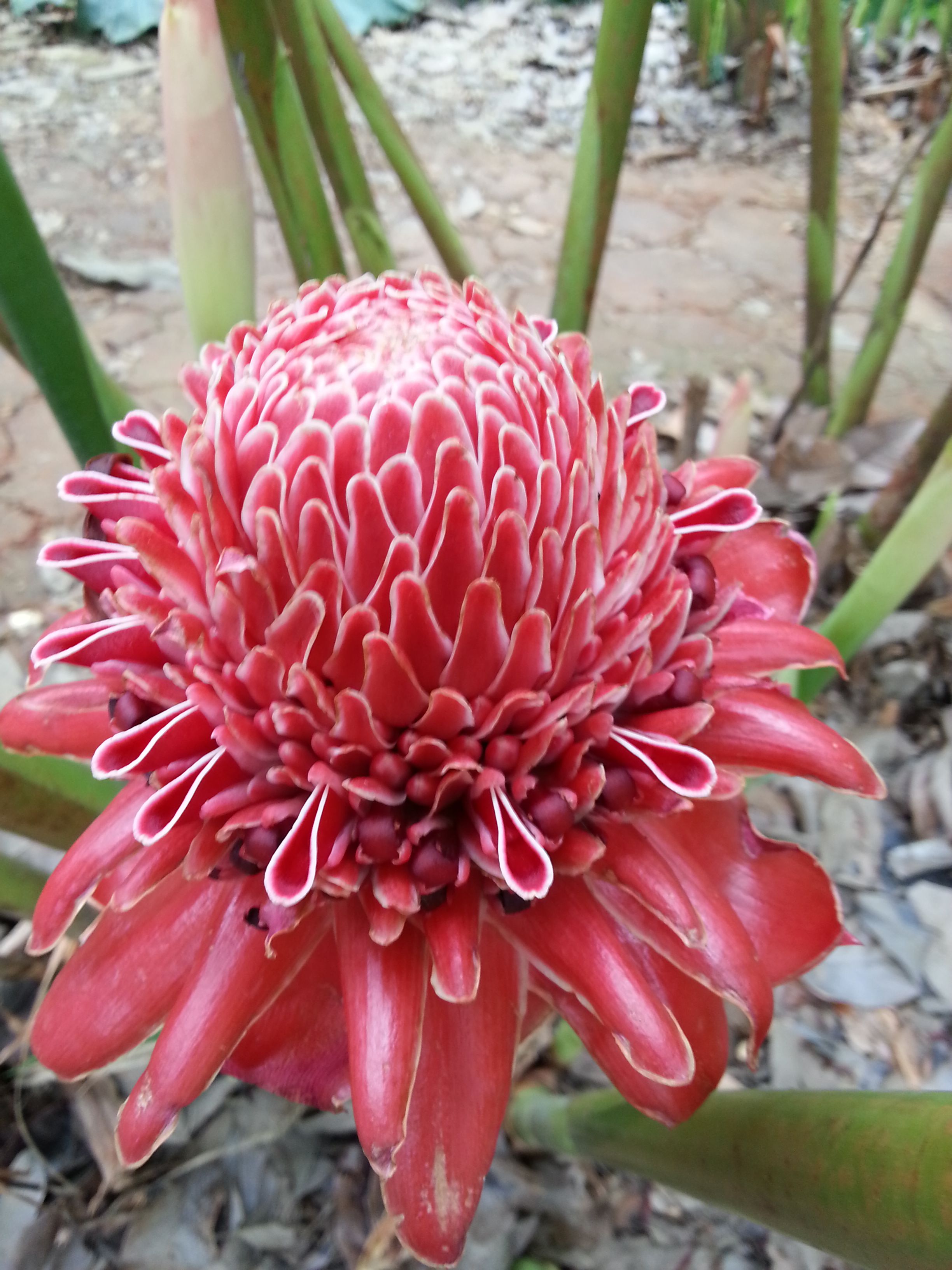 什么花最好养又贵又漂亮,十种越养越值钱的神奇之花