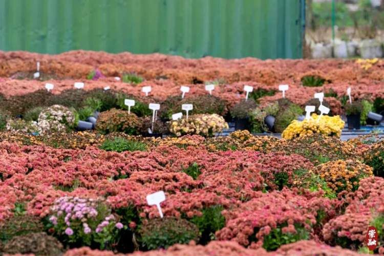 崇明花海,鲜花盛开的岛屿崇明岛