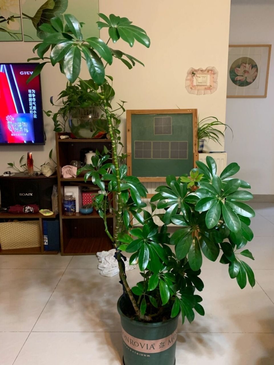 招财树怎么养？记住“4点”，枝叶繁茂四季翠绿，家中财运旺