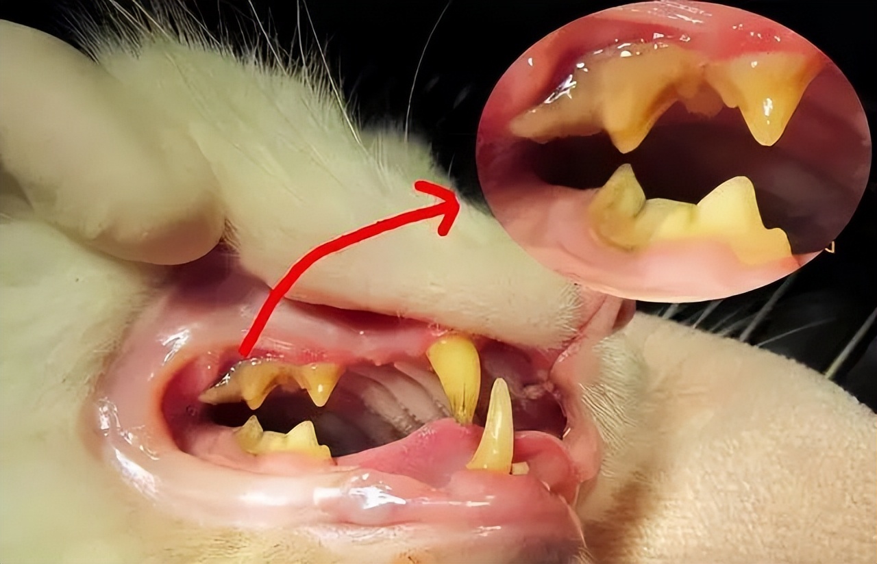 为啥最近猫咪口臭全身都臭的感觉,为什么猫咪口臭还脚臭