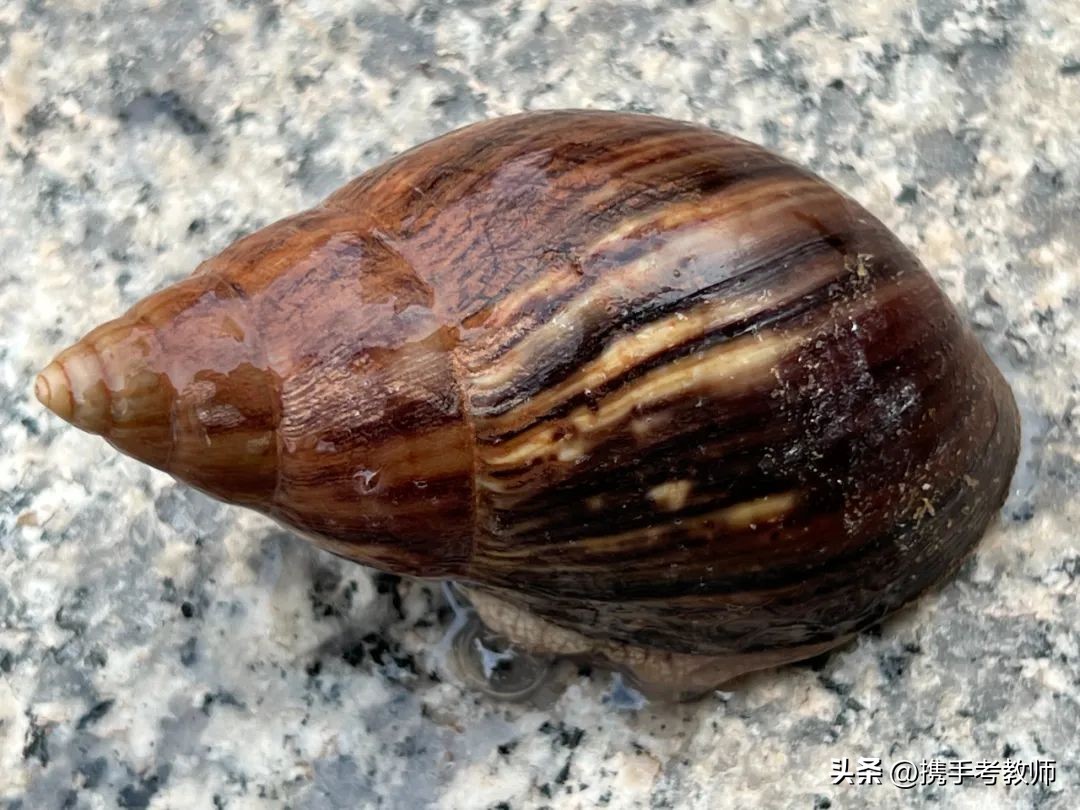 「长长见识」你了解非洲大蜗牛吗？