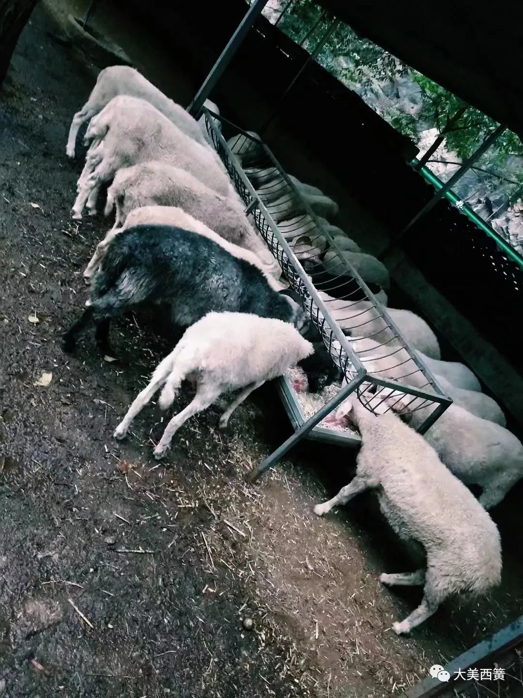 返乡创业进深山养羊觅得致富路,偏僻山村农民养羊致富经