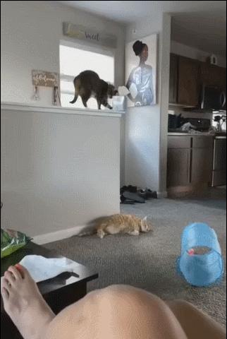 20张珍稀罕见动物照片,16张罕见的动物照