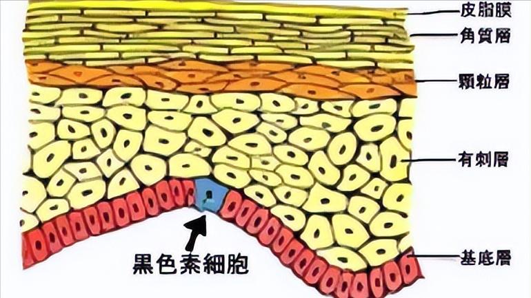 几块钱一瓶的维生素b12有用吗 (几十元就能治好的维生素b12)