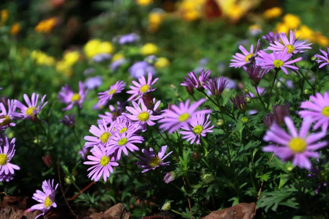 66万盆菊花东湖公园菊花展,东湖公园菊花展有哪些菊花