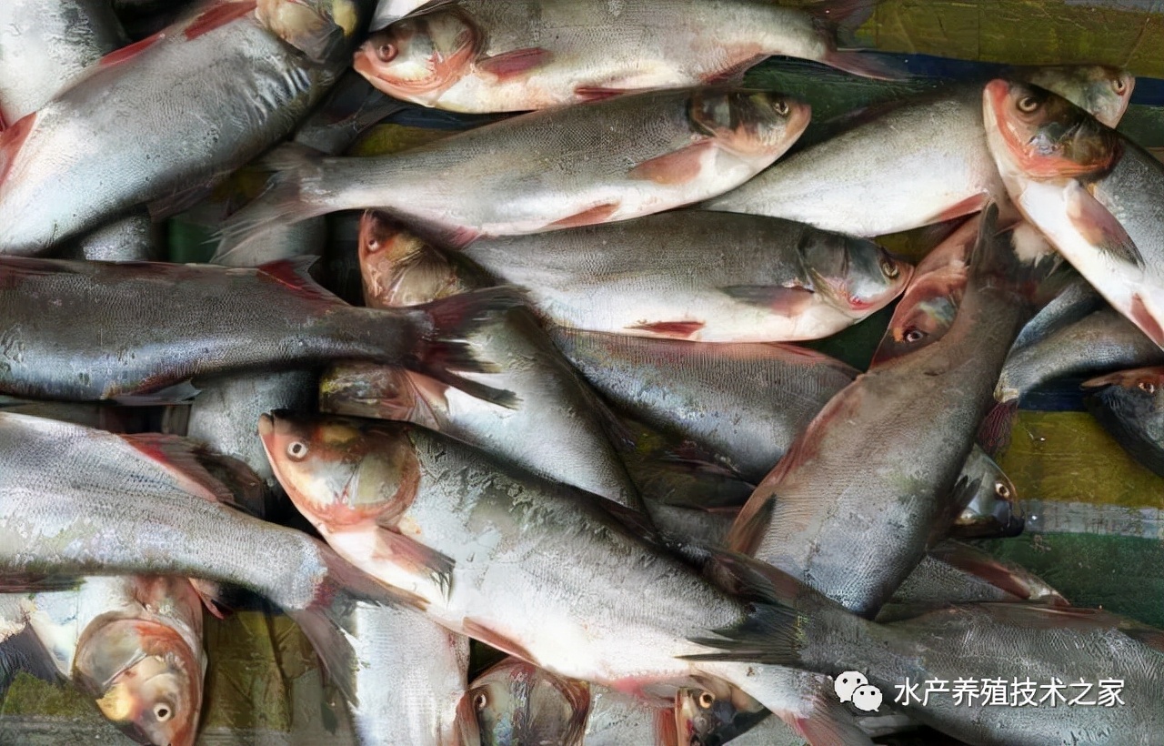 鱼出血病的防与治,鱼细菌性出血病什么原因
