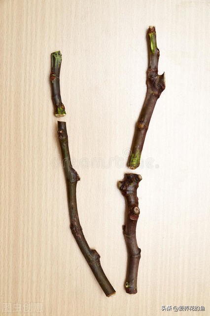 一盆多棵扦插苗怎么分盆,硬枝扦插方法图解