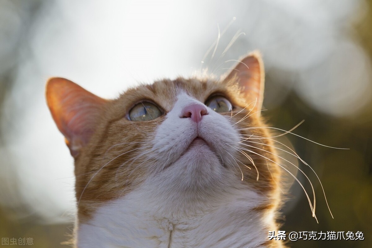 养猫感觉喉咙有毛,养猫感觉屋里味道难闻有危害