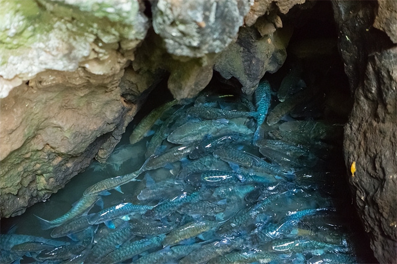湖北一山洞吐鱼视频,湖北一山洞每年吐鱼