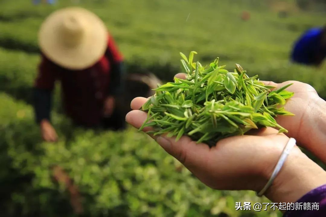 庐山云雾茶的六绝是什么,庐山六绝云雾茶