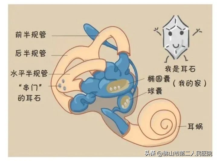 天旋地转的晕2分钟是耳石症吗,一动就天旋地转怎么回事