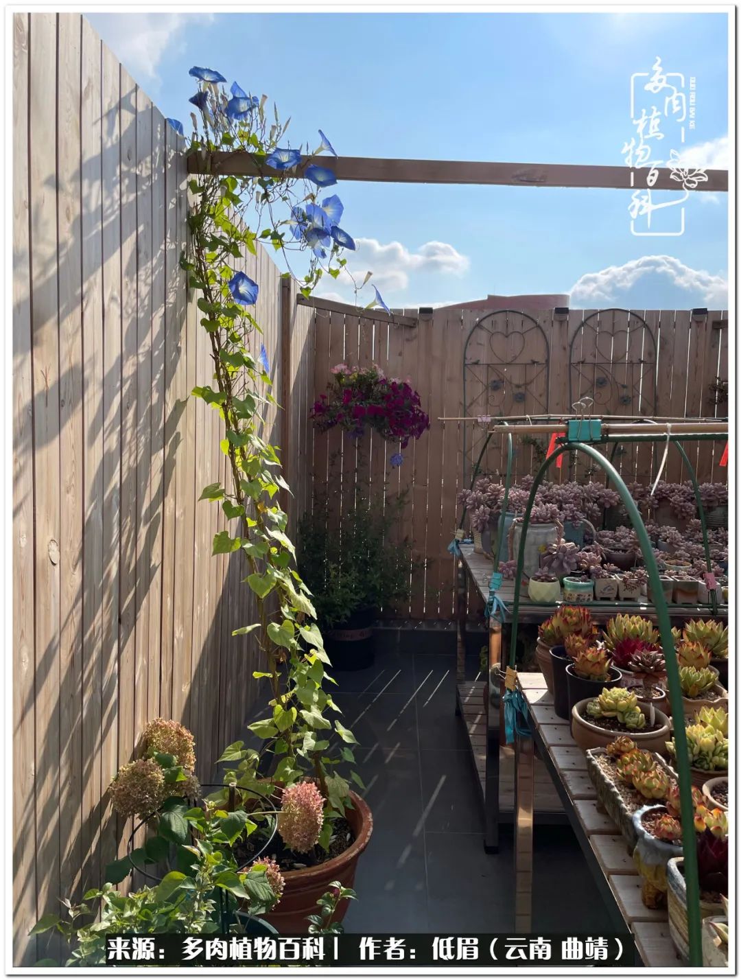 新手最好养养不死的八款多肉,养多肉八年