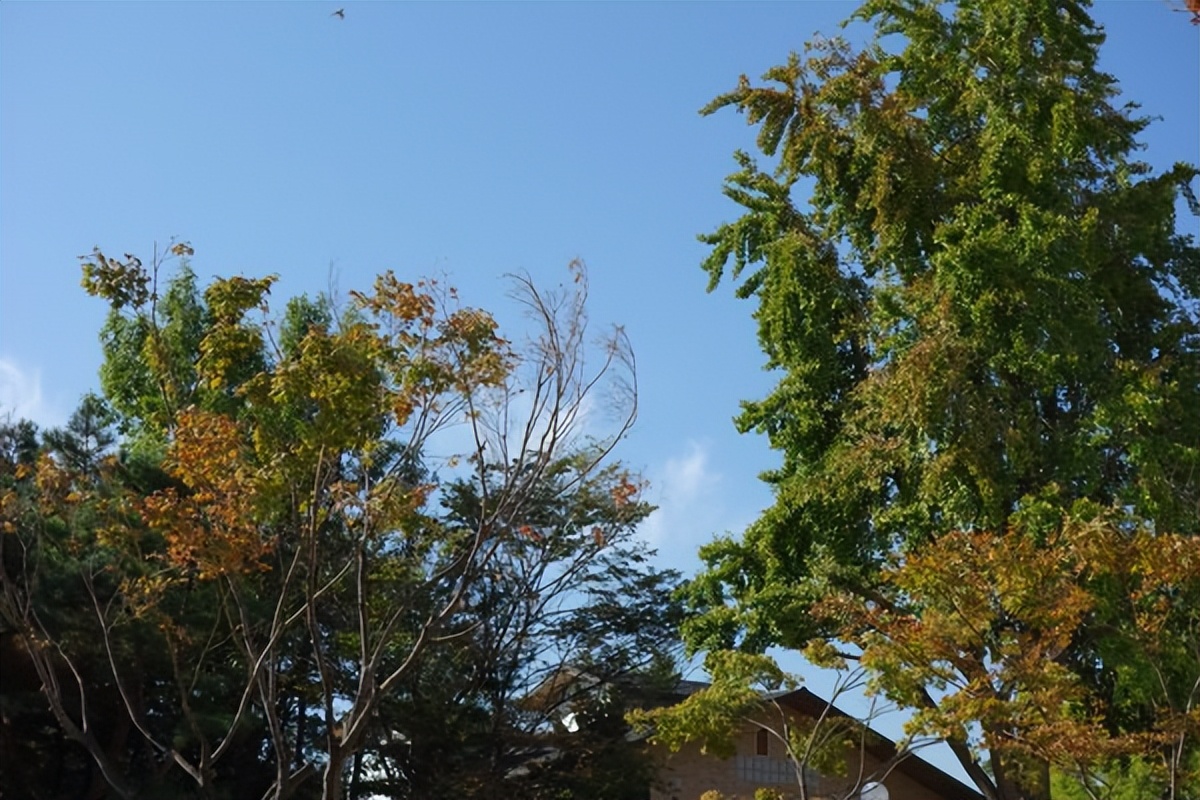 首尔景福宫游记,韩国景福宫和青瓦台在一起吗