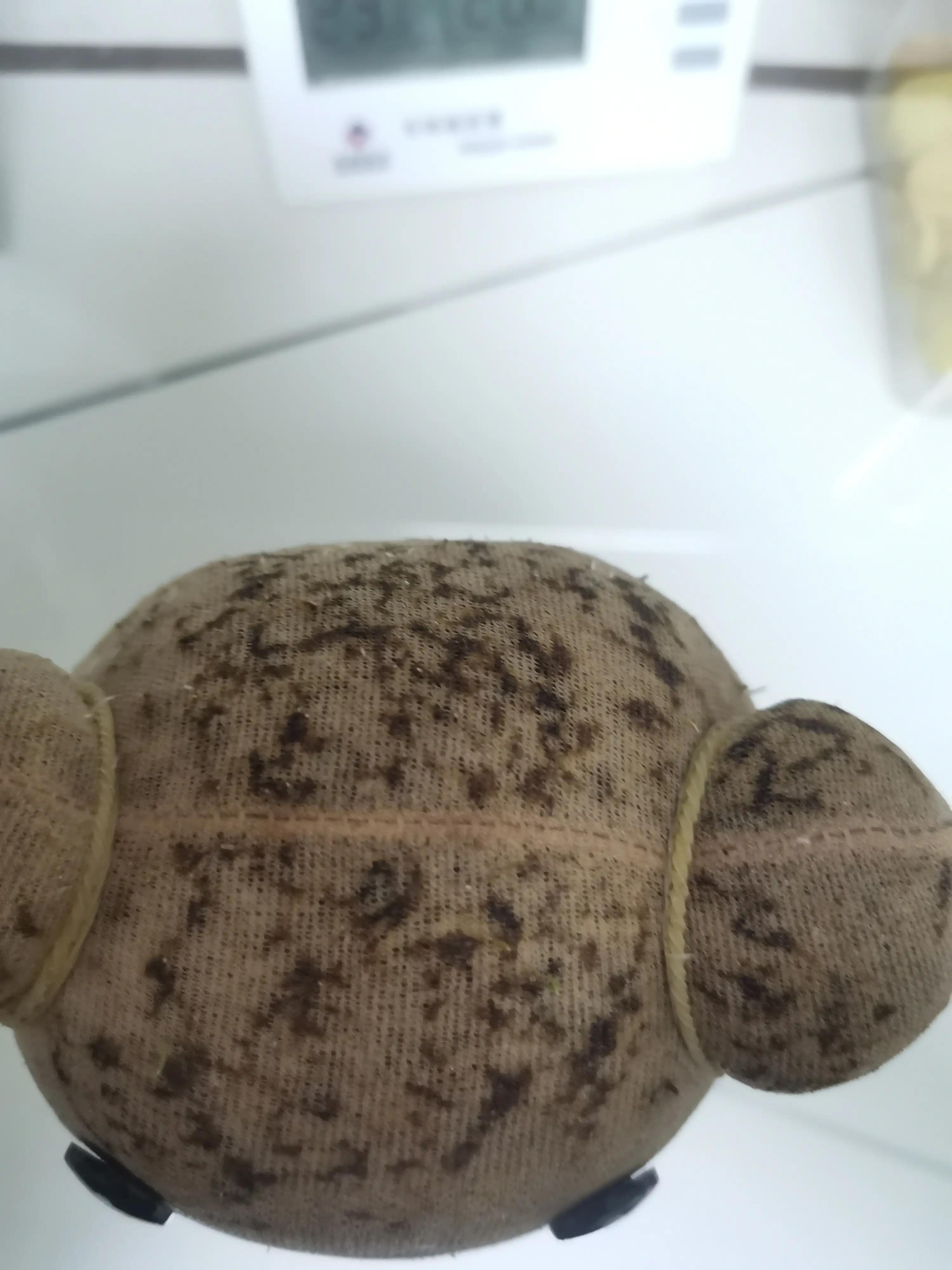 草娃娃沉不下去怎么办,草娃娃长出虫子是什么原因